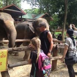 Stop to feed the elephants