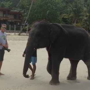 Elephants on the beach